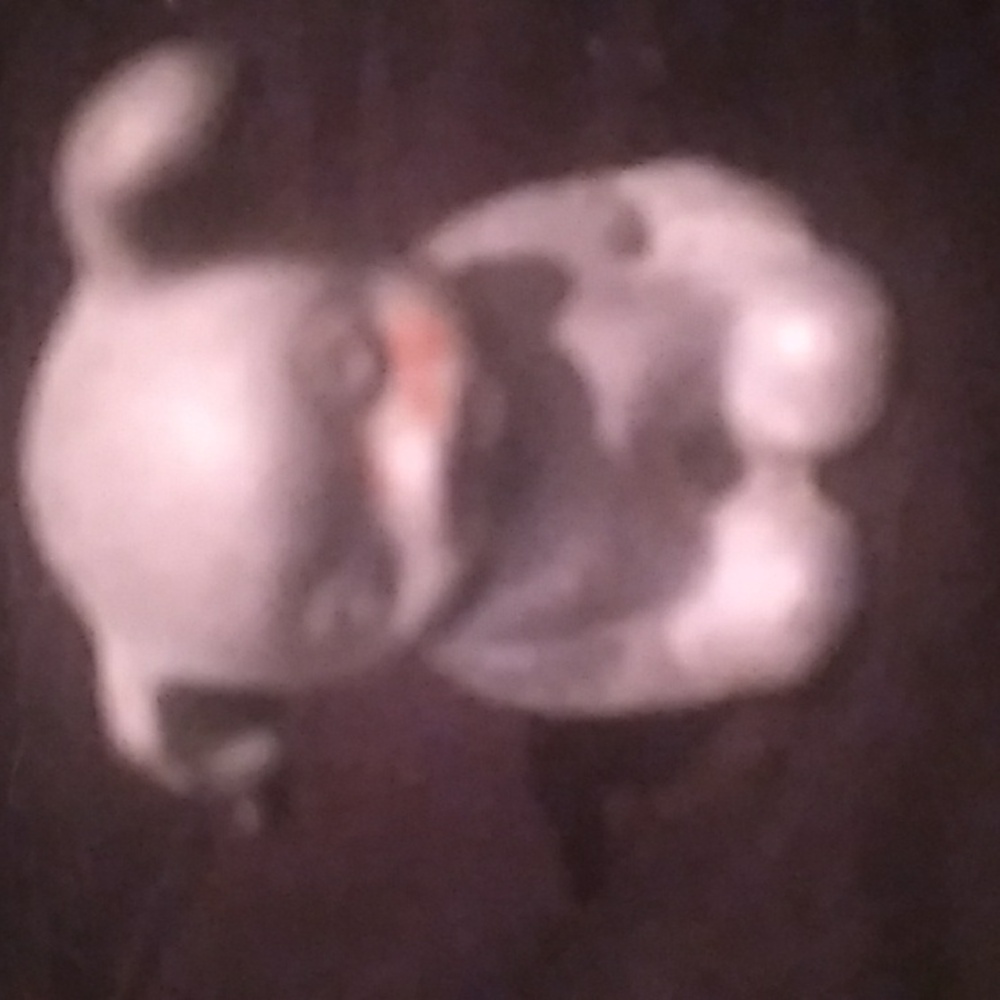 Vintage Cast Iron "Bucki Carbons Ribbons" Gray Advertising Puppy (S1) - Picture 6 of 8